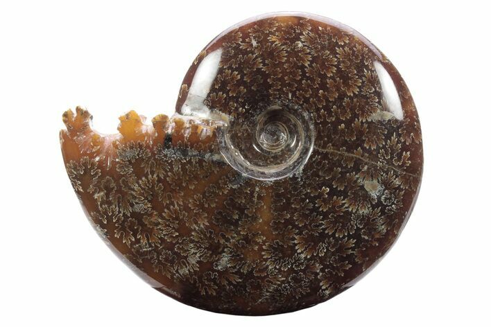 Polished Ammonite (Cleoniceras) Fossil - Madagascar #233495